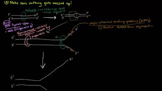 DNA Replication Part 3 of 3  The Enzymes and The Replication Fork [upl. by Courtland]