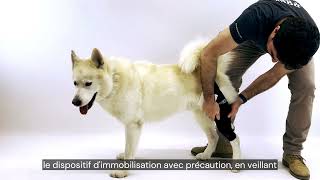 ✅ Immobilisateur du genou pour chien Ortocanis  Blessure luxations pathologies au genou [upl. by Lossa]