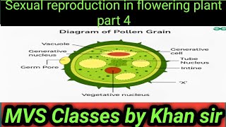 sexual reproduction in flowering plant part 4 [upl. by Barnebas]