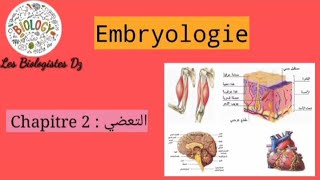 Cours de Embryologie Chapitre 2  التعضي Organisation  L3 S1 Biologie et physiologie animale [upl. by Dowzall]