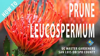 How to Prune Leucospermum [upl. by Selene]