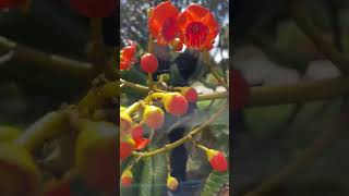 Castanospermum Austale garden gardening plants plant flowerfyp nature naturelovers [upl. by Ayra]