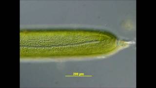 Cytoplasmic Streaming in Nitella [upl. by Abel]