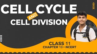 🔴 Cell Cycle and Cell Division • Class 11 NCERT Explanation [upl. by Fermin]