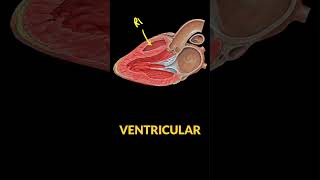 🫀 Learn POCUS Parasternal Long Axis View 🔊 [upl. by Irtemed569]