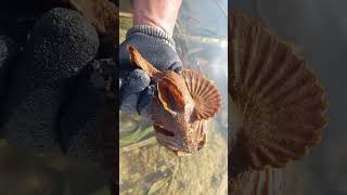 Nearly stepped on a venomous Stonefish thewagets stonefish shorts fish [upl. by Casabonne946]