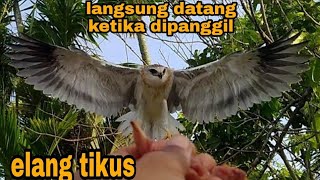 Perkembangan Elanus caeruleusdari kecil hingga kini [upl. by Arimay]