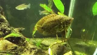 Ctenopoma Acutirostre is Hunting Congo Tetras [upl. by Aiciled]