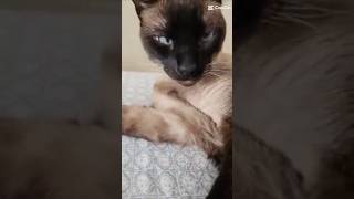 You like cats catadventures cutecats cat pawsandclaws funny catlovers [upl. by Norud]