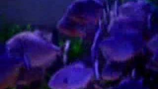 720 Gallon Piranha Feeding  MonsterFishKeeperscom [upl. by Silvano16]