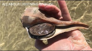 All About Lightning Whelks What do lightning whelks eat How big do lightning whelks get [upl. by Hescock]