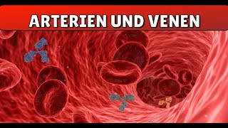 Arterien und Venen [upl. by Hung922]