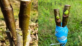 Double V Grafting Fig Tree [upl. by Laurette]