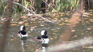 Hooded Merganser Courtship Behavior [upl. by Costin726]