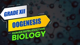 CBSE Class 12 Biology Oogenesis from Human Reproduction Video Lecture  Revision for Board Exam [upl. by Vange820]