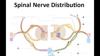 Spinal Nerves Distribution [upl. by Bandler449]