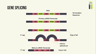 Protein Structure [upl. by Llenwahs]