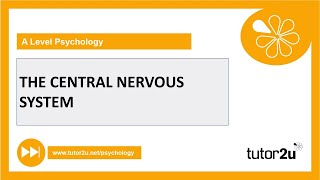 Central Nervous System  Biopsychology  AQA A Level Psychology [upl. by Nnalatsyrc]