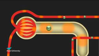 The Kidney amp the Counter Current Multiplier Pharmacology teaching at Aston University [upl. by Assirak]