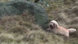 Pedigree Dogs Extolled  a Dandie Dinmont Terrier who is still fit for function  fit for life [upl. by Ettenyl340]