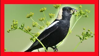 Bobolink Song Bobolink Call Bobolink Sound Bobolink Chirp [upl. by Apple248]