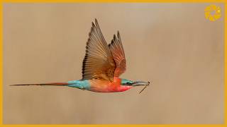 Carmine Bee Eaters  Bird Photography Tips And Tricks [upl. by Mal]