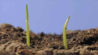 Wheat seed germinating underground and seedling growth above ground time lapse [upl. by Anitnatsnoc]