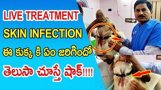 How To Treat Skin Infection in dogs 🐕 Fungal infection in Dogs causes treatments Home Remedies [upl. by Aubyn]