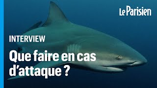 Attaque de requin  ces gestes qui peuvent « sauver votre peau » [upl. by Bob]