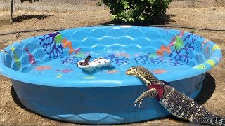 Lizard finds Animal in Pool Jumps In and Eats It [upl. by Piwowar]