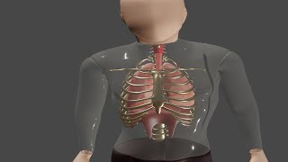 Respiration inspiration expiration breathing 3d animation scienceanimation9618 [upl. by Jasper278]