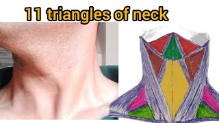 Neck  anatomy  zones  triangles and surgical importance part 1 [upl. by Amliw]