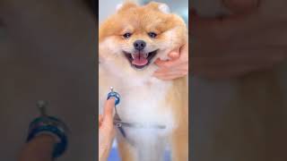 Turn a puppy into a teddy bear Pomeranian Scissors Grooming✂️❤️🐶 [upl. by Hpejsoj]