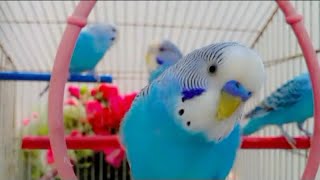 Budgie sounds happy  parakeet sounds happy [upl. by Neelloj]