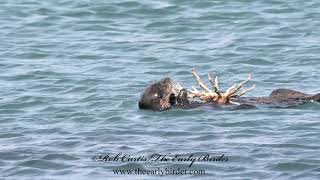 SEA OTTER eating large crab Enhydra lutris nereis [upl. by Wayolle969]