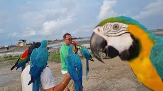 Free Flight Macaw [upl. by Barney179]