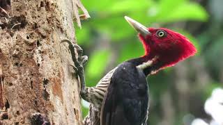 Pale billed  Woodpecker Campephilus guatemalensis [upl. by Naenej423]