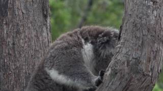 Violent koala interaction [upl. by Hubing]