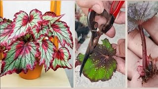 How to Propagate Begonia Rex from leaves and stem cuttings The result is amazing [upl. by Luciana615]