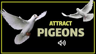 Sound to Attract Pigeons  Pigeon Call [upl. by Annhej53]