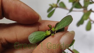 28  Harvesting Purslane Seeds  Wild Edible Purslane  Grow🪴 Purslane Plant ☘️ [upl. by Noella771]