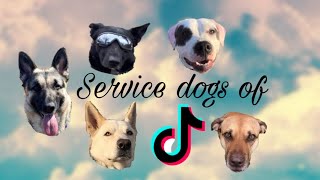 Service dogs of tik tok [upl. by Iaw]