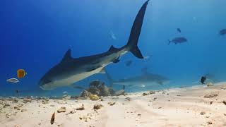 Tiger Sharks of The Maldives [upl. by Nacnud308]