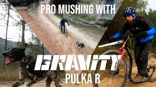 Pro Mushing with GRAVITY SCOOTERS Pulka R  Feat Victor Carrasco [upl. by Kenlay514]