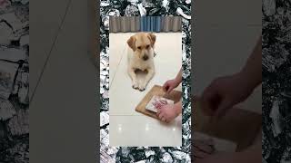 Cane ladro 😆 VIDEO da ridere 😅 sorridere fa Bene 😂 dog smart dissimulato [upl. by Wickman962]