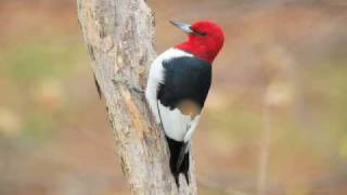 RedHeaded Woodpecker 2008 [upl. by Ennairda]