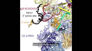 RNA Splicing by the Spliceosome Supplemental Video 3  Assembly of preB amp transition to B complex [upl. by Ludovika]