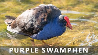 Australasian Purple Swamphen eating and taking a bath [upl. by Bigot131]