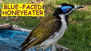 Beautiful Bluefaced honeyeater having a bath – Entomyzon cyanotis – Australian birds [upl. by Carlick]