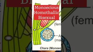 Monoecious Homothallic Bisexual biologywalesir monoecious homothallic bisexual chara [upl. by Balthazar230]